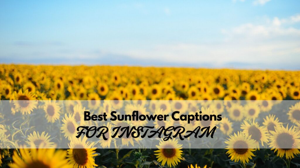 Best sunflower captions for Instagram posts