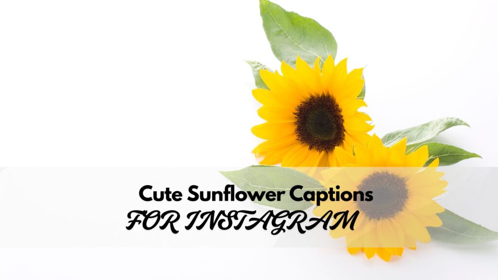 Cute and charming sunflower captions for Instagram to add warmth and positivity