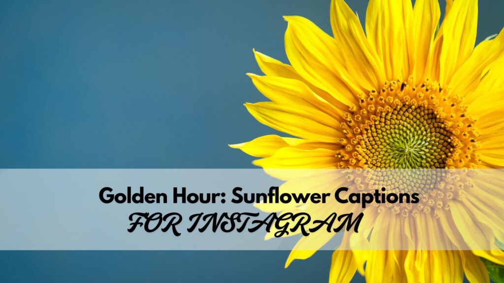 Collection of sunflower captions for Instagram including funny, cute, short, and inspirational captions