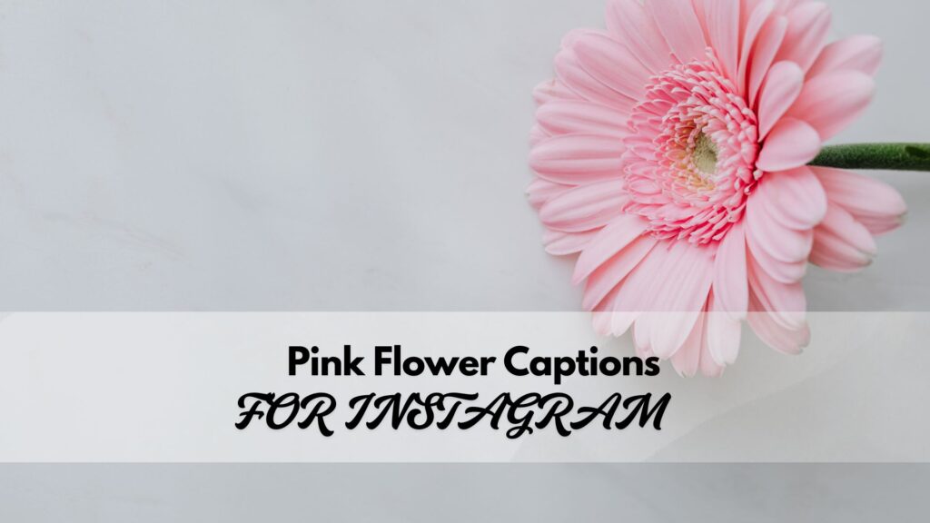Instagram captions inspired by pink flowers