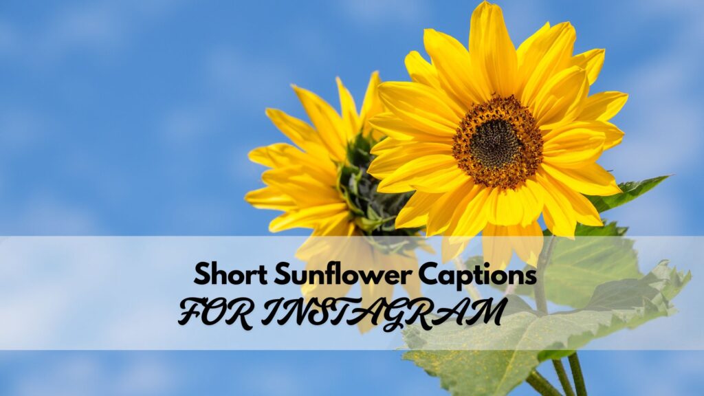 Short and aesthetic sunflower captions for Instagram that are quick and catchy