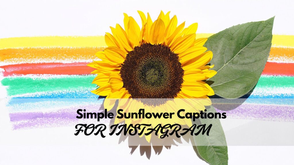 Minimalistic and clean sunflower captions for Instagram that complement aesthetic photos