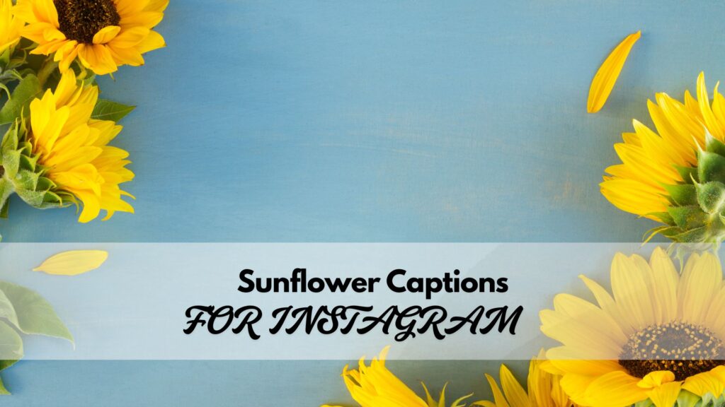 Versatile sunflower captions suitable for selfies, nature photos, and golden-hour posts