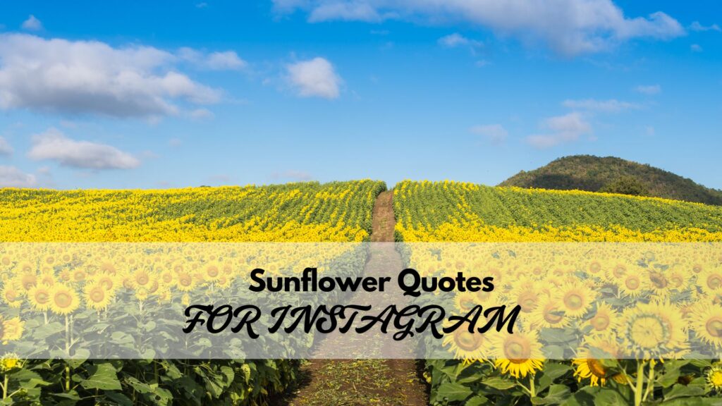 Inspirational and poetic sunflower quotes for Instagram that convey positivity and motivation