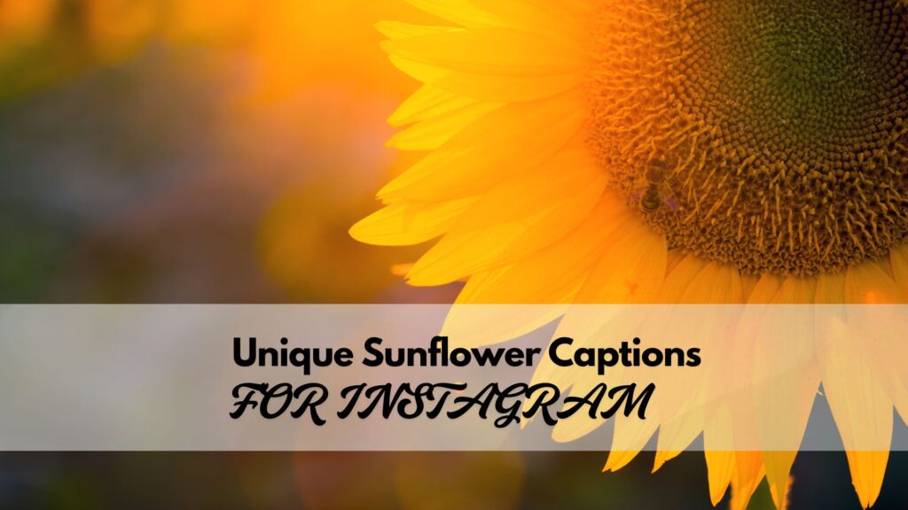 Creative and unique sunflower captions for Instagram